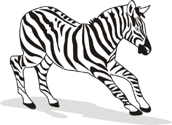 zebra coloring pages for kids - photo #14