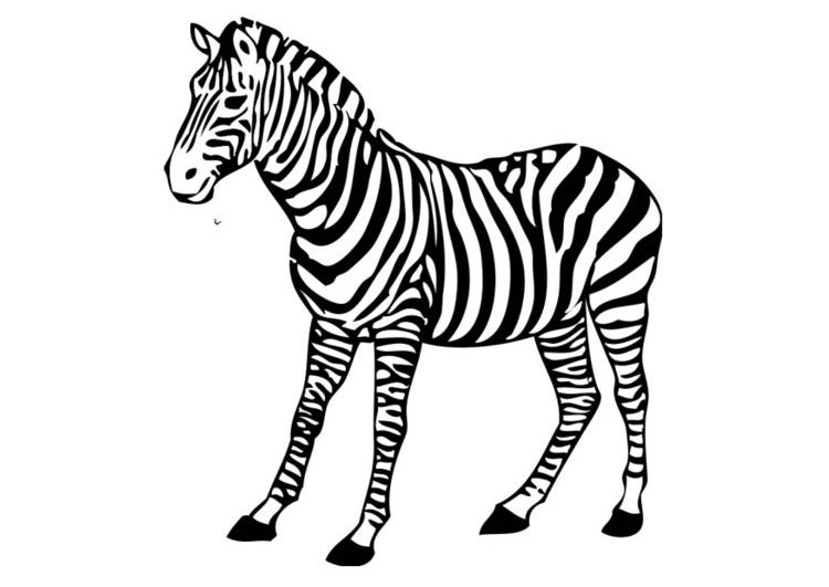 zebra coloring book pages - photo #15