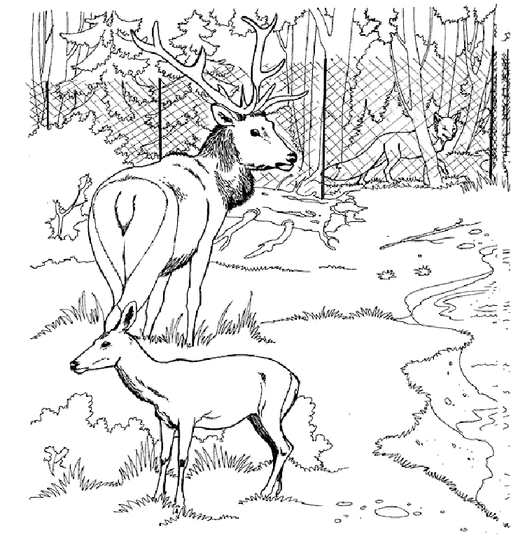 zoo coloring pages for kids free - photo #43