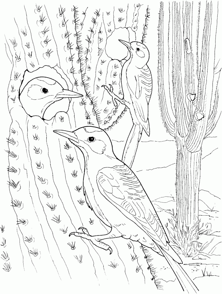 cactus coloring pages - photo #47