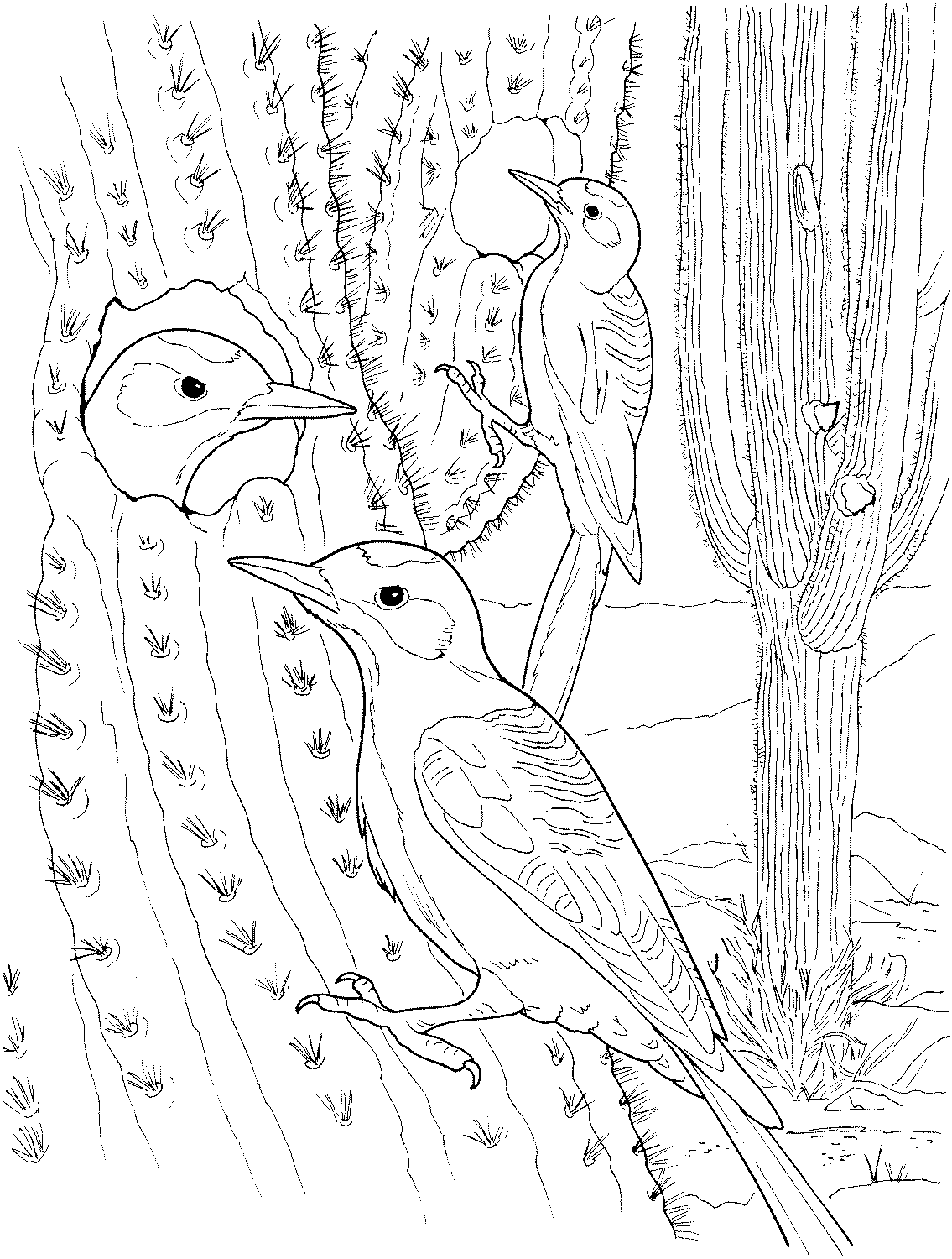 cactus images coloring pages - photo #40
