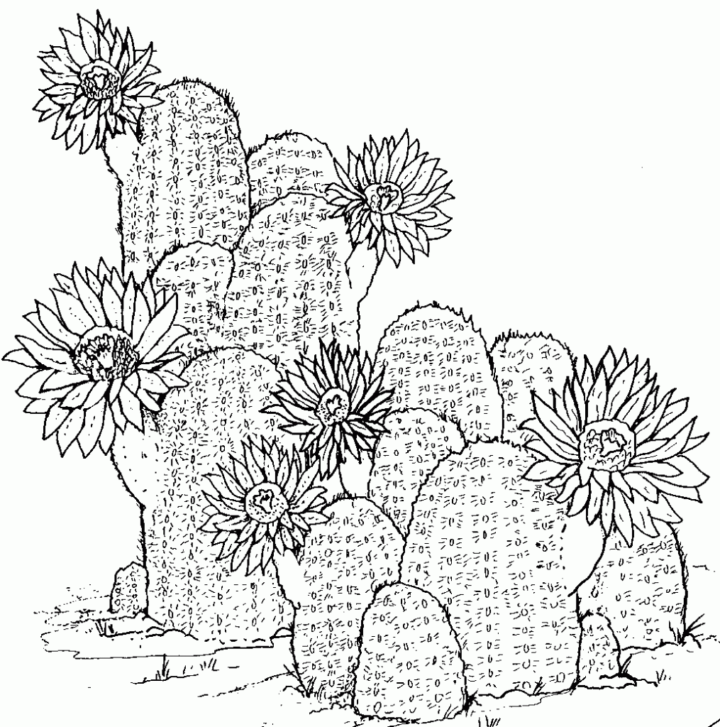 cactus coloring pages plants - photo #2