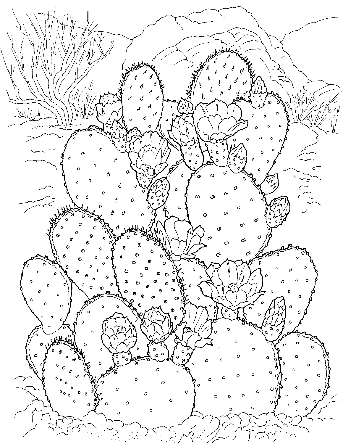 Free Printable Cactus Coloring Pages Free Templates Printable