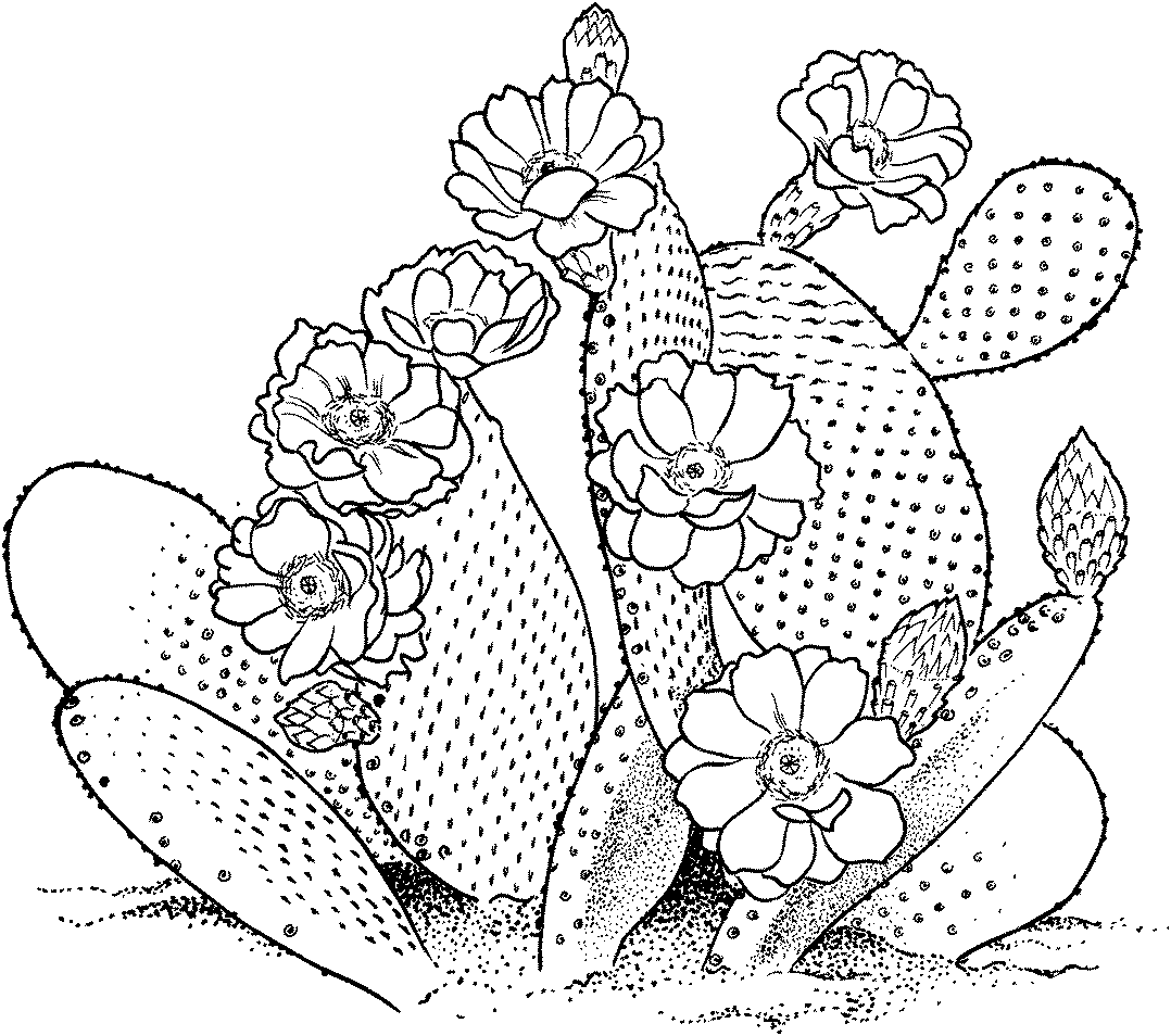 cactus coloring pages plants - photo #1