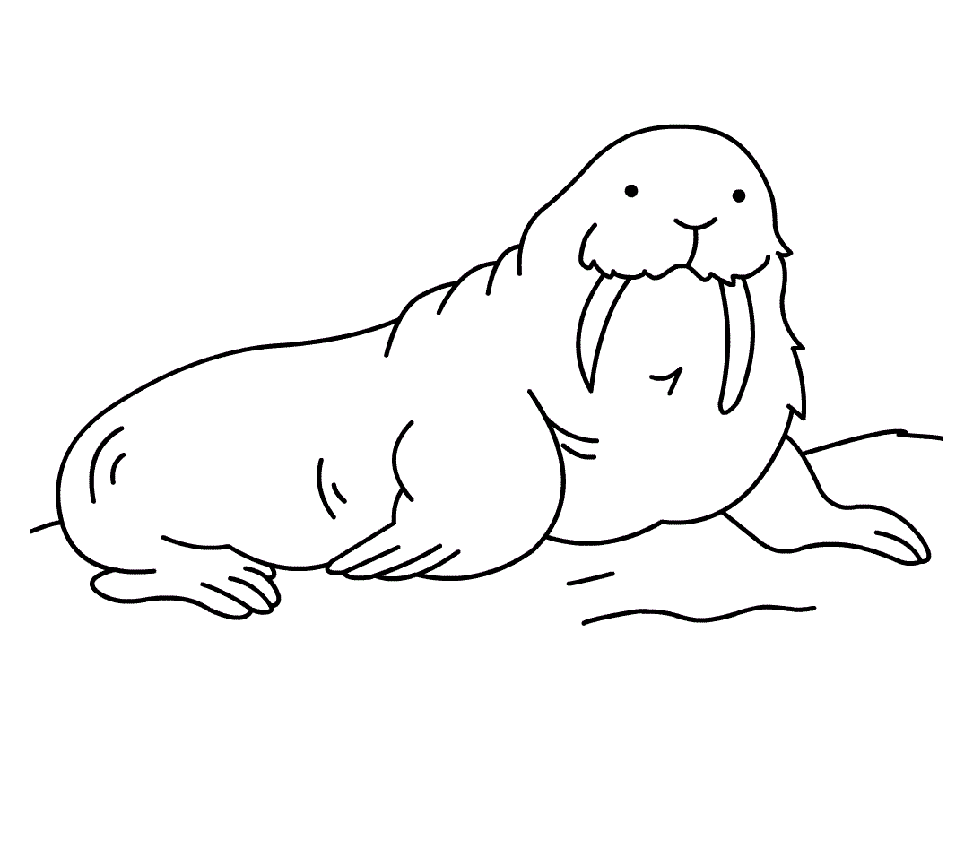 walrus coloring pages kids - photo #11