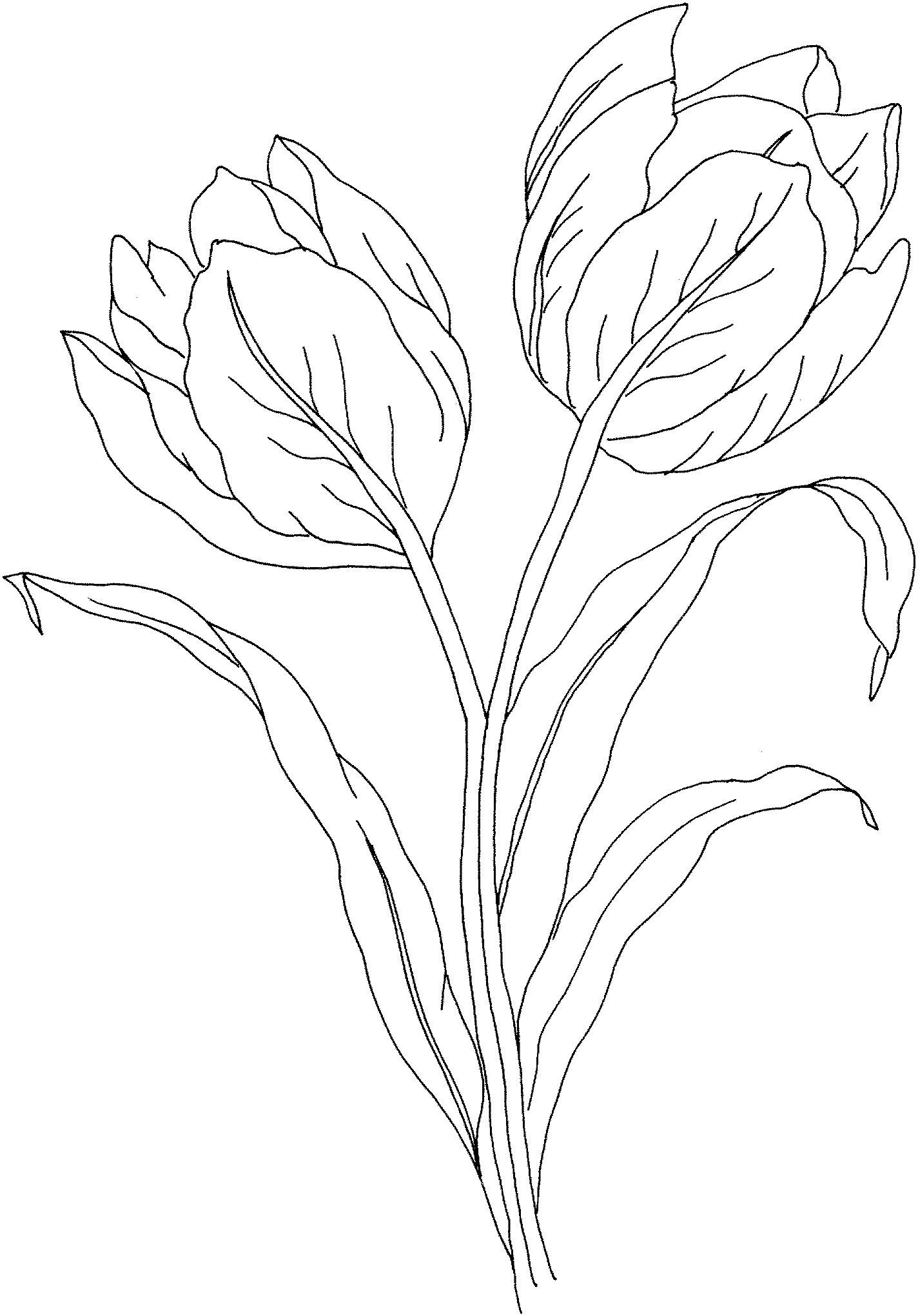 10+ Simple Tulip Coloring Pages