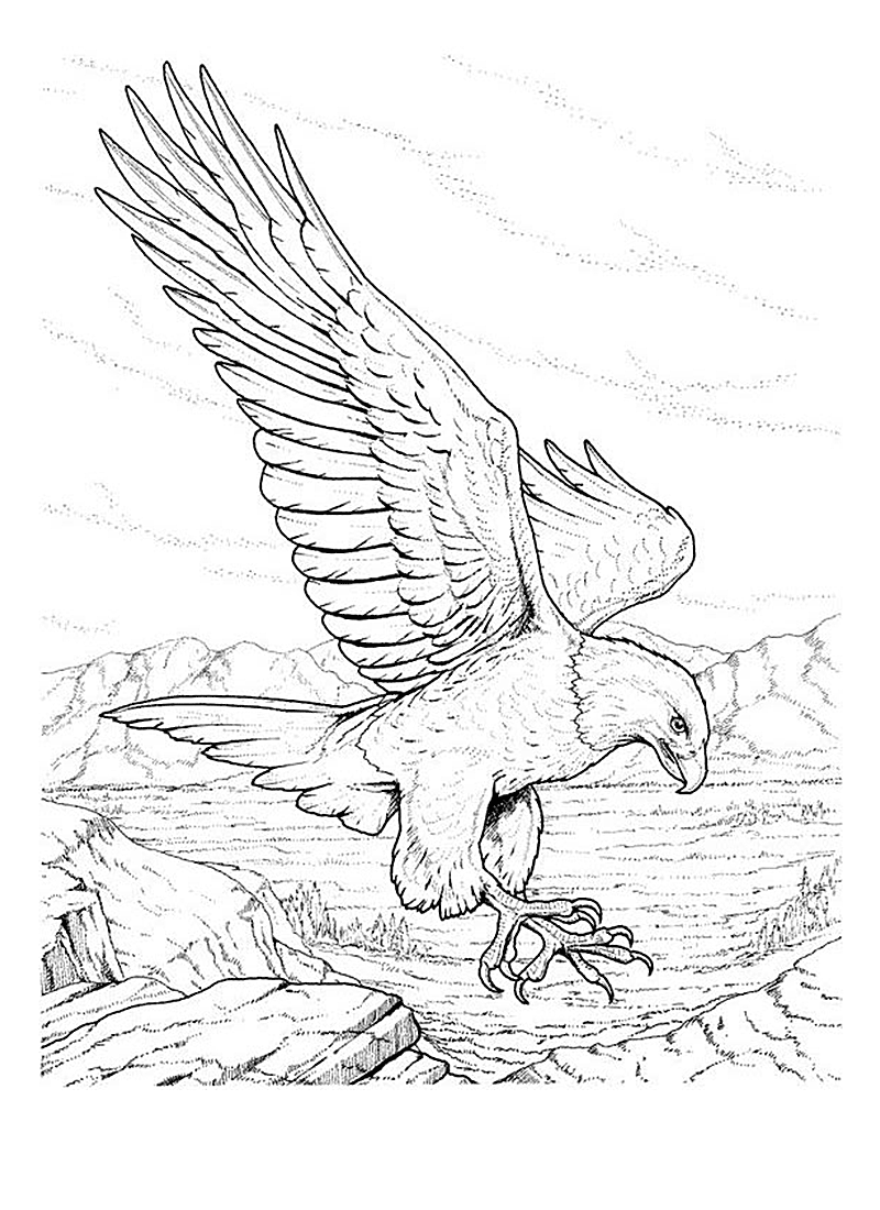  Free Printable Bald Eagle Coloring Pages For Kids