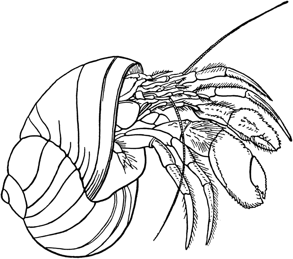 a home for hermit crab coloring pages - photo #14