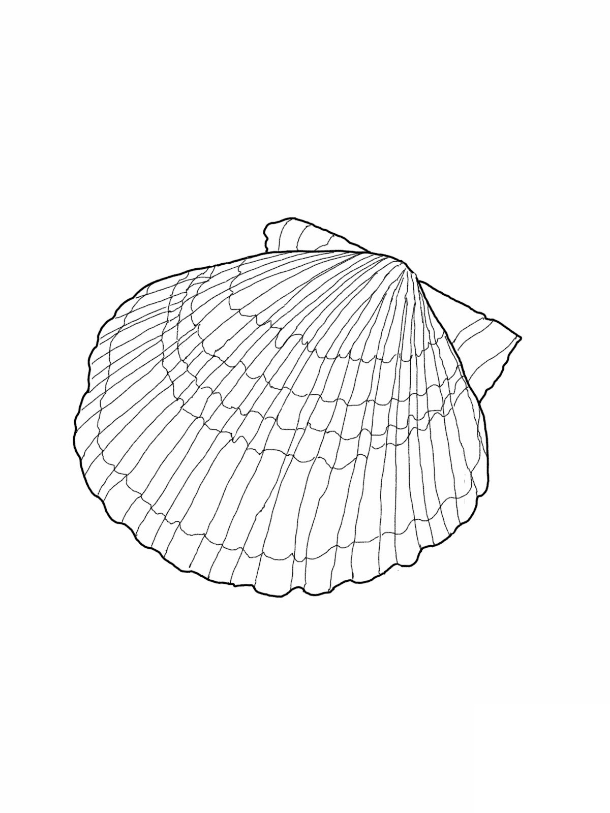 free-printable-seashell-coloring-pages-for-kids