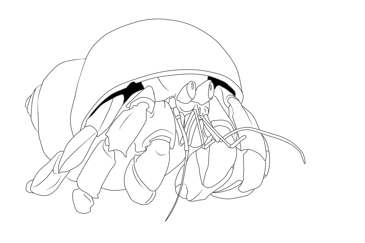 a home for hermit crab coloring pages - photo #24