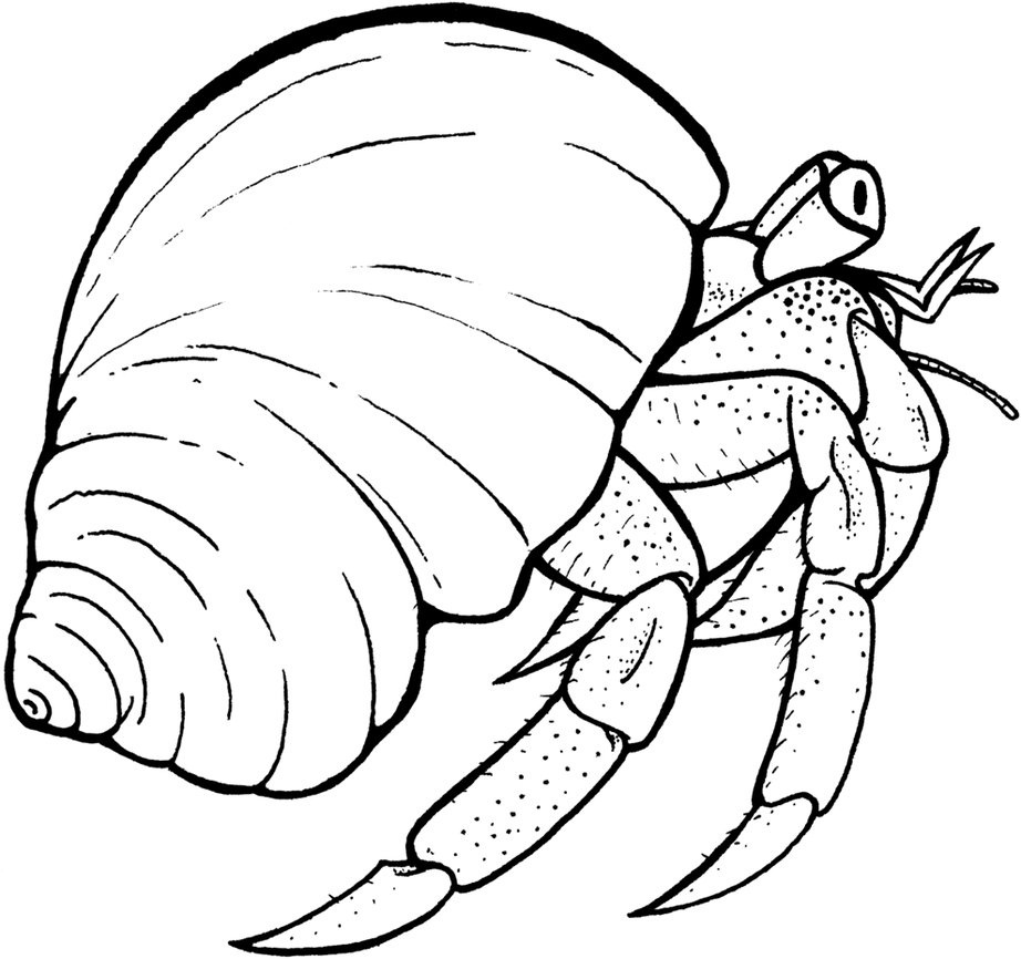 a home for hermit crab coloring pages - photo #1