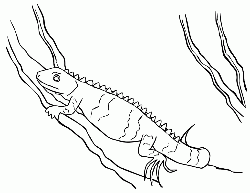 <strong>animal</strong> > free printable iguana coloring pages for kids