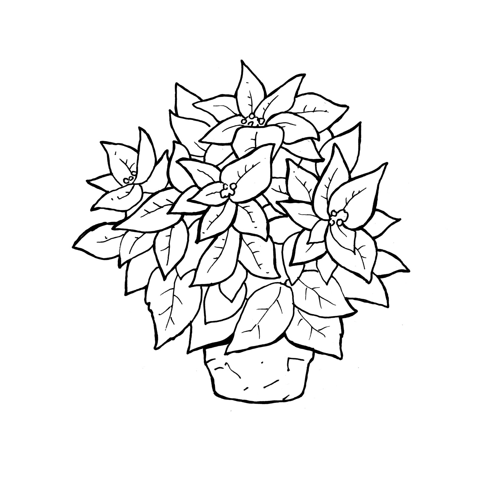 free-printable-poinsettia-coloring-pages-for-kids