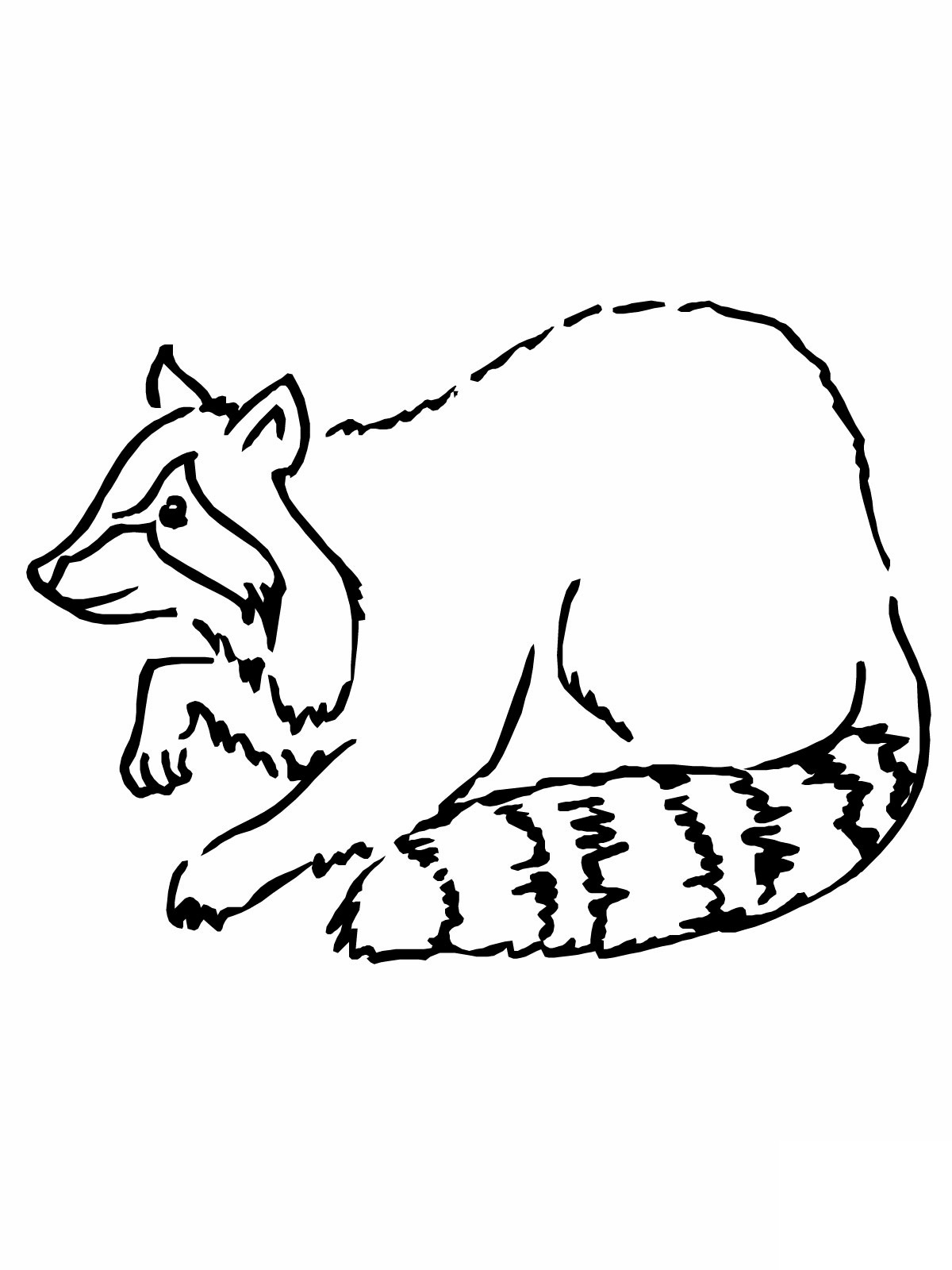 raccoon coloring pages to print out - photo #23