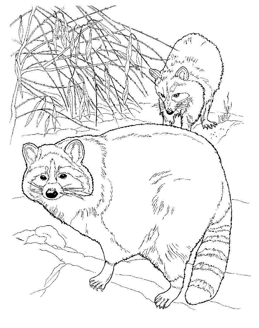 raccoon coloring pages - photo #7