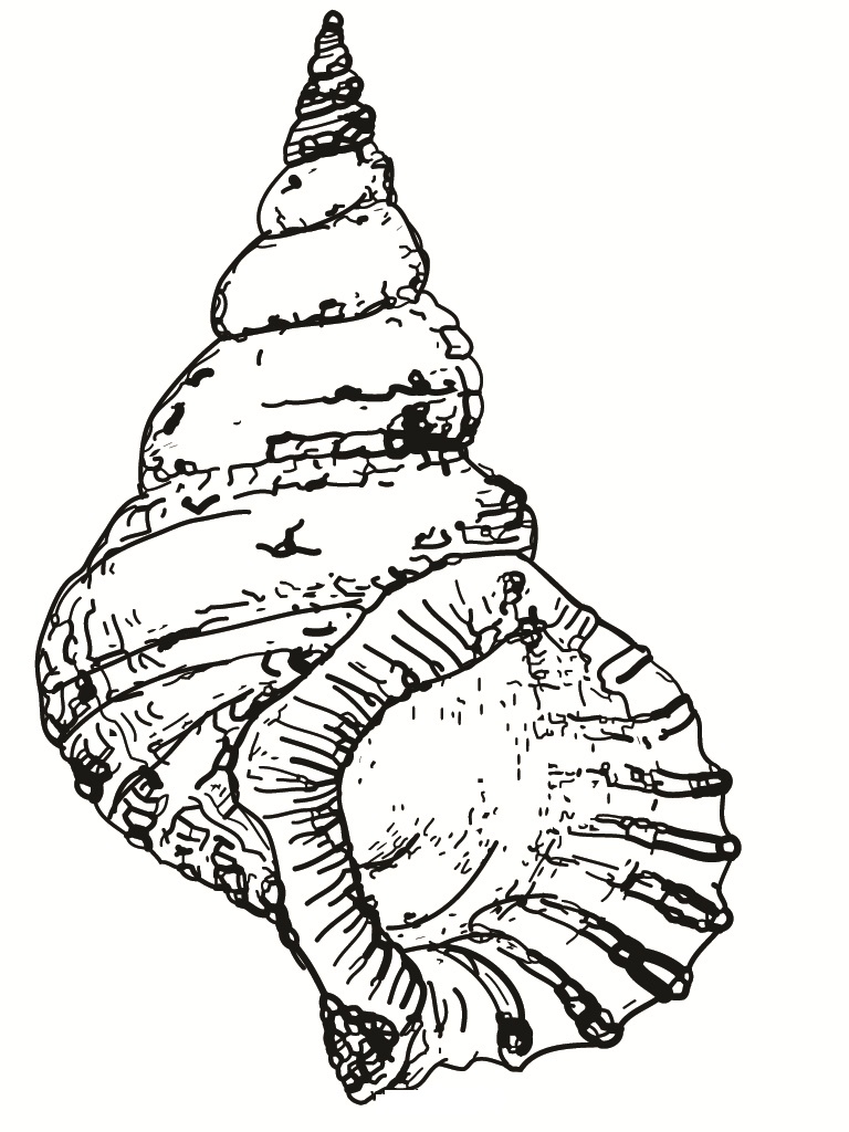 free-printable-seashell-coloring-pages-for-kids