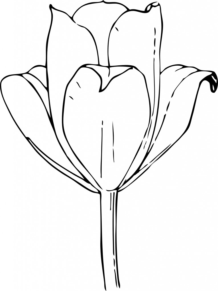 tulip coloring printable