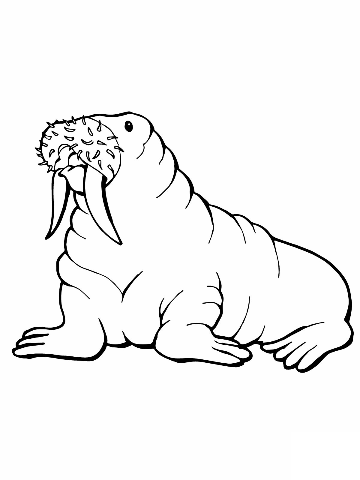 walrus coloring pages for kids - photo #4