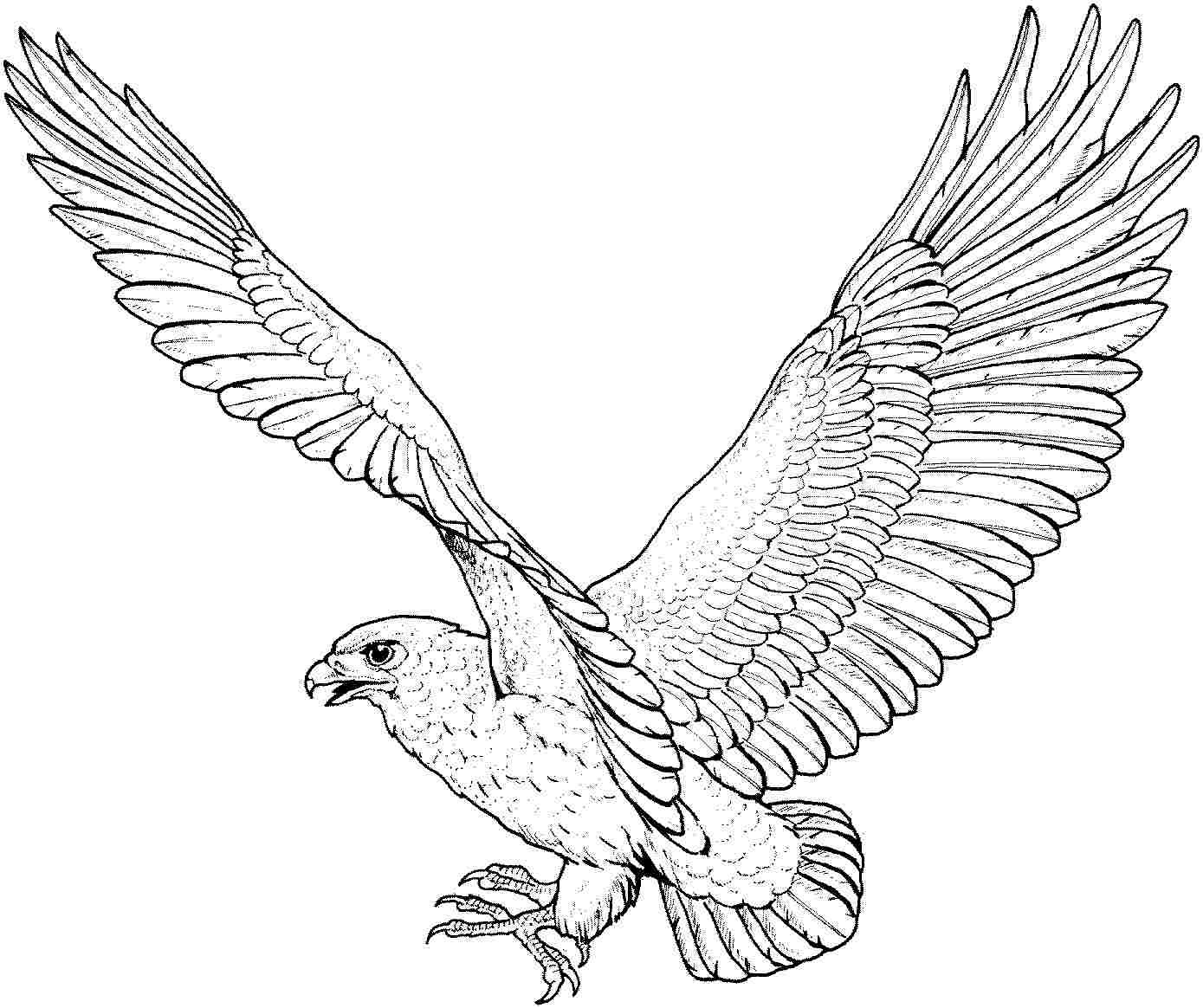 eagle coloring pages for kids - photo #12