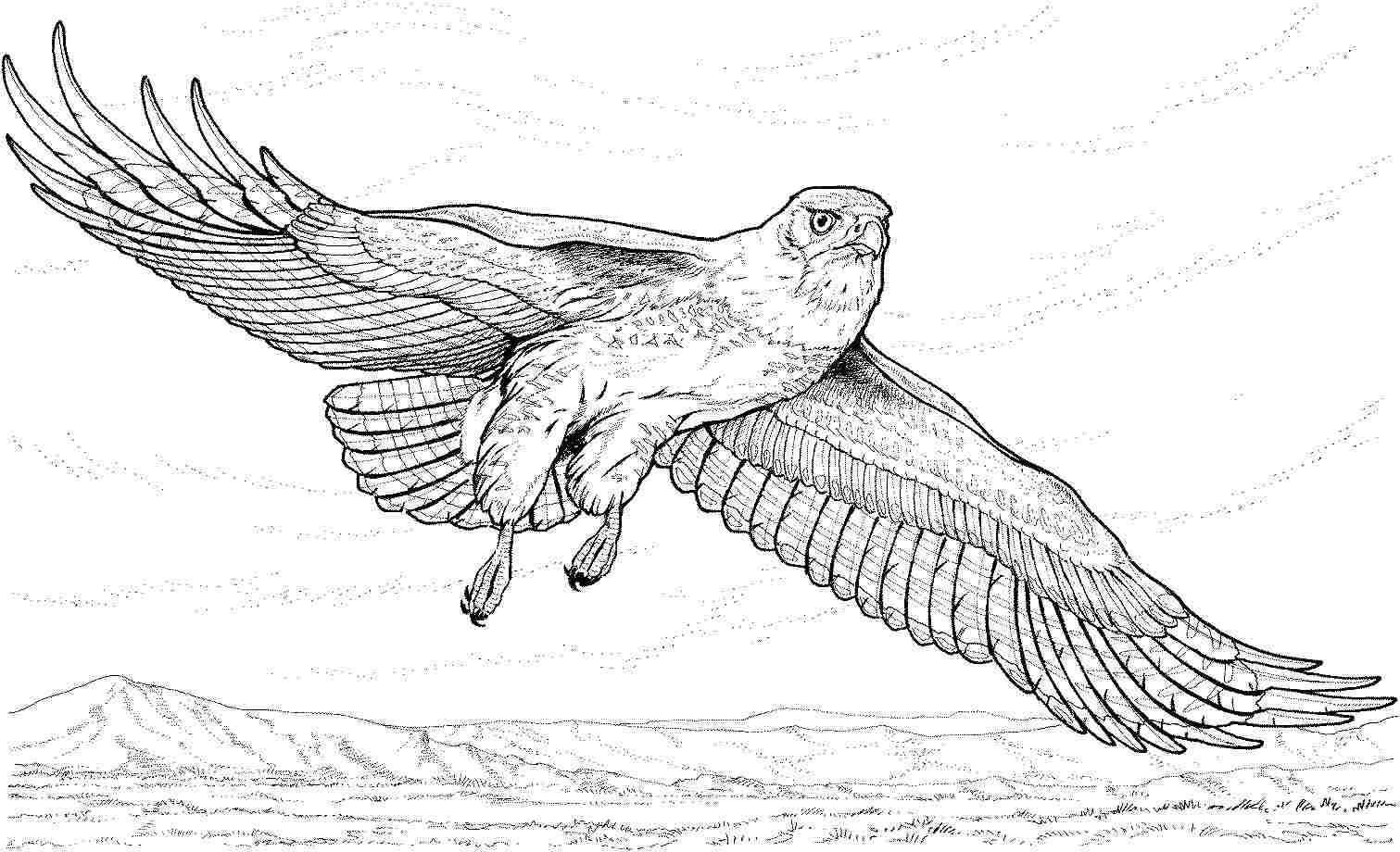realistic bald eagle coloring pages - photo #10