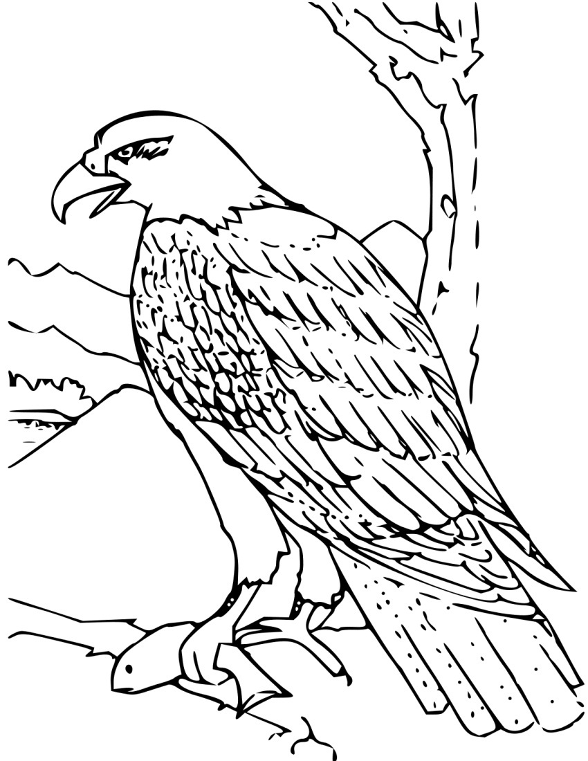 Eagle Coloring Pages - Kidsuki