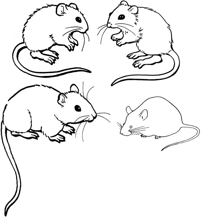 Free Printable Mouse Coloring Pages For Kids