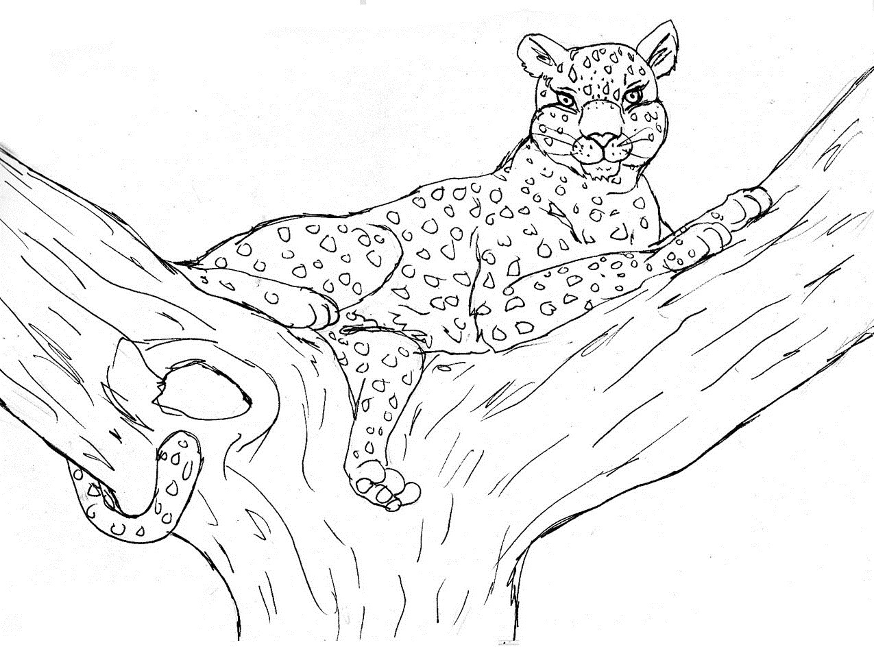 Free Printable Cheetah Coloring Pages For Kids