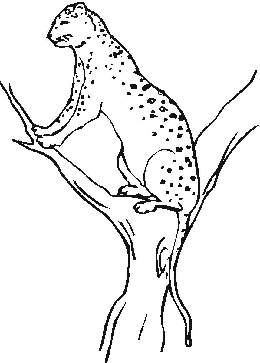 Printable-Cheetah-Coloring-Pages