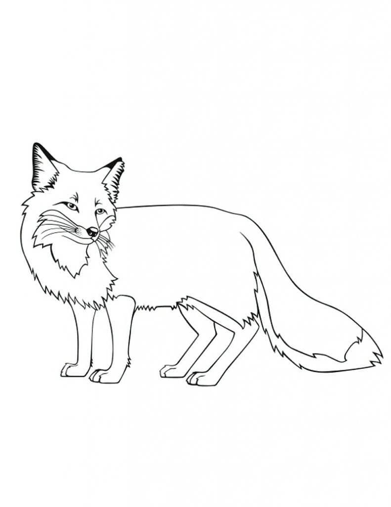 baby arctic fox coloring pages cute - photo #34