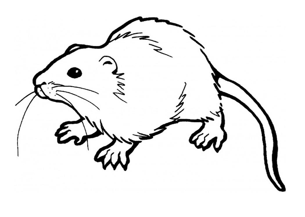 Free Printable Rat Coloring Pages For Kids