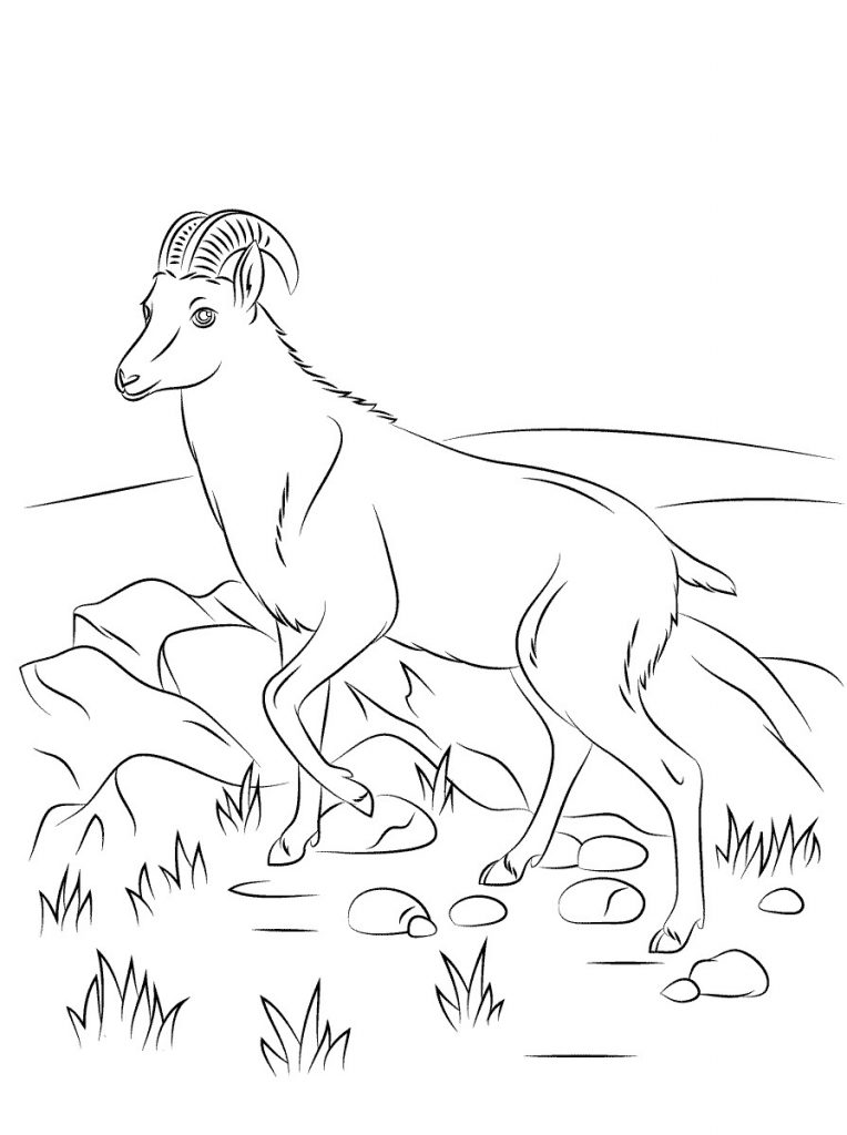 Free Printable Goat Coloring Pages For Kids