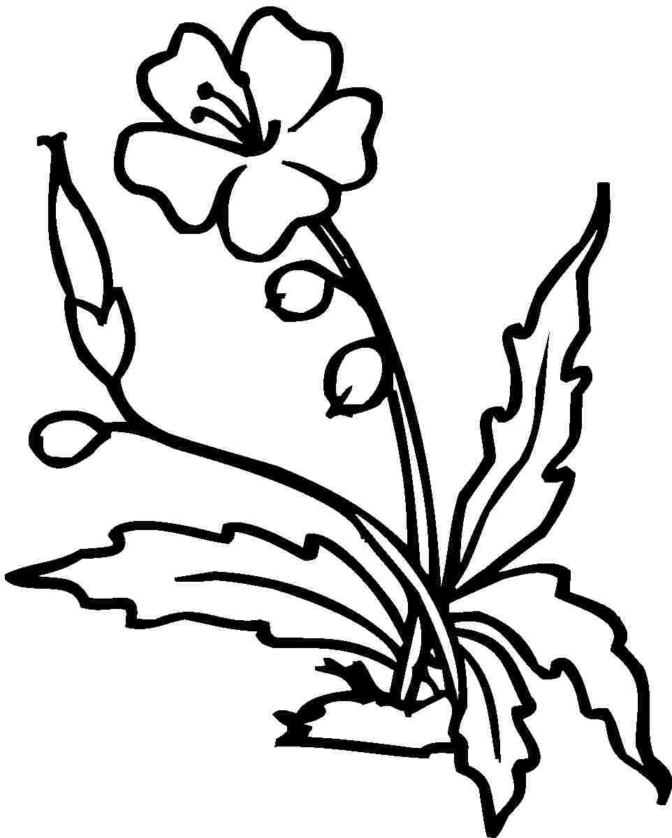 ibisco coloring pages - photo #13