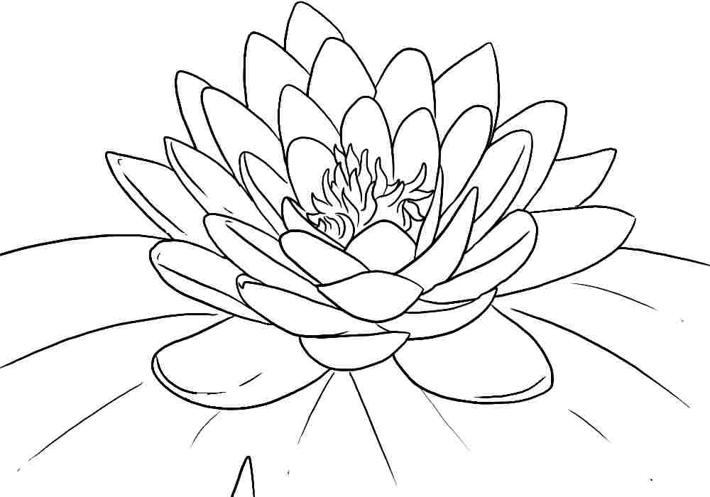 Free Printable Lotus Coloring Pages For Kids