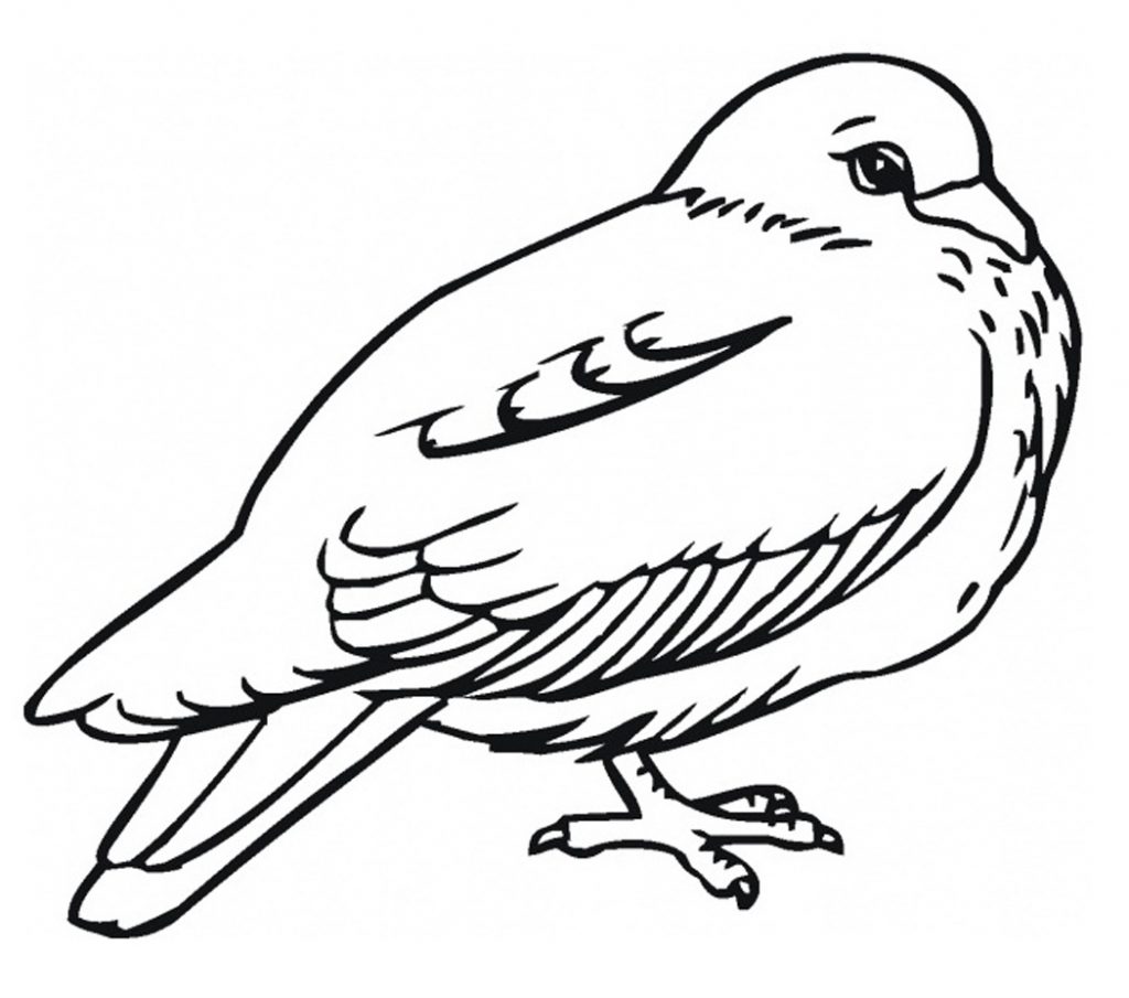 Free Printable Pigeon Coloring Pages For Kids