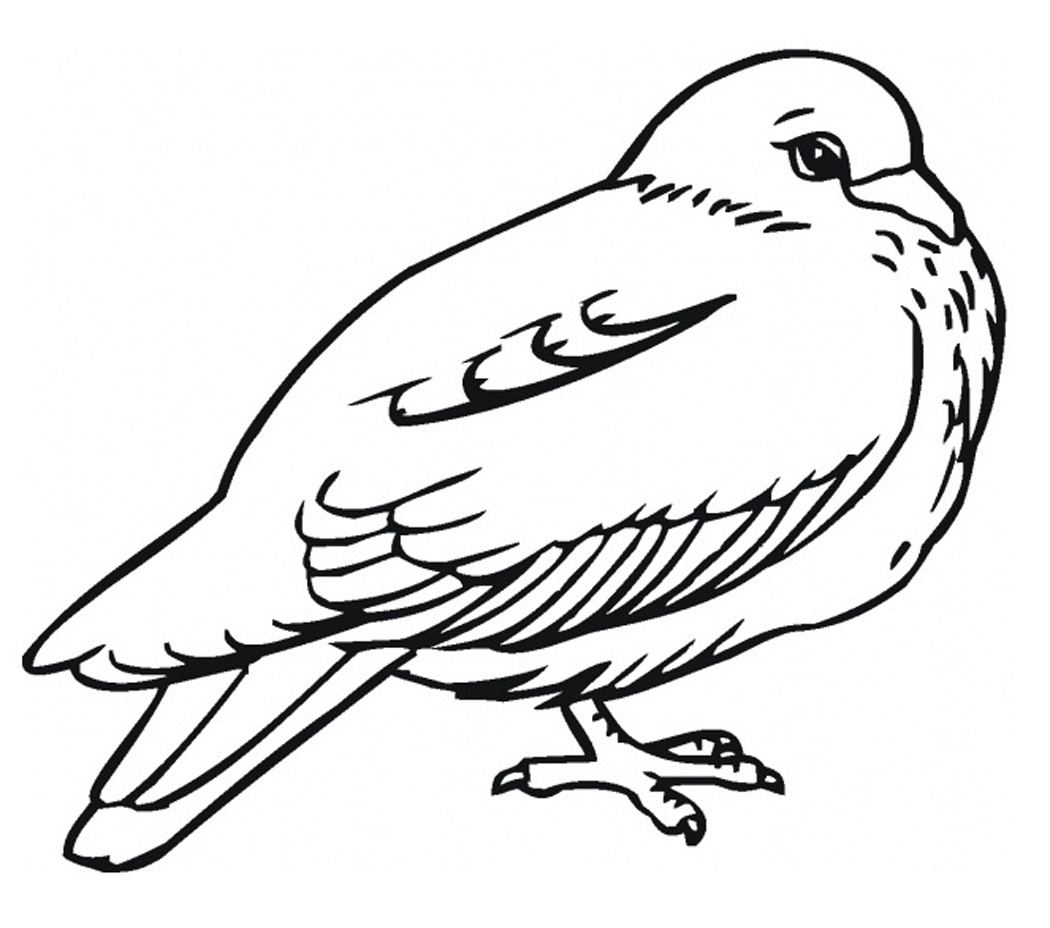 free-printable-coloring-pages-birds-2015-kids-page-birds-coloring