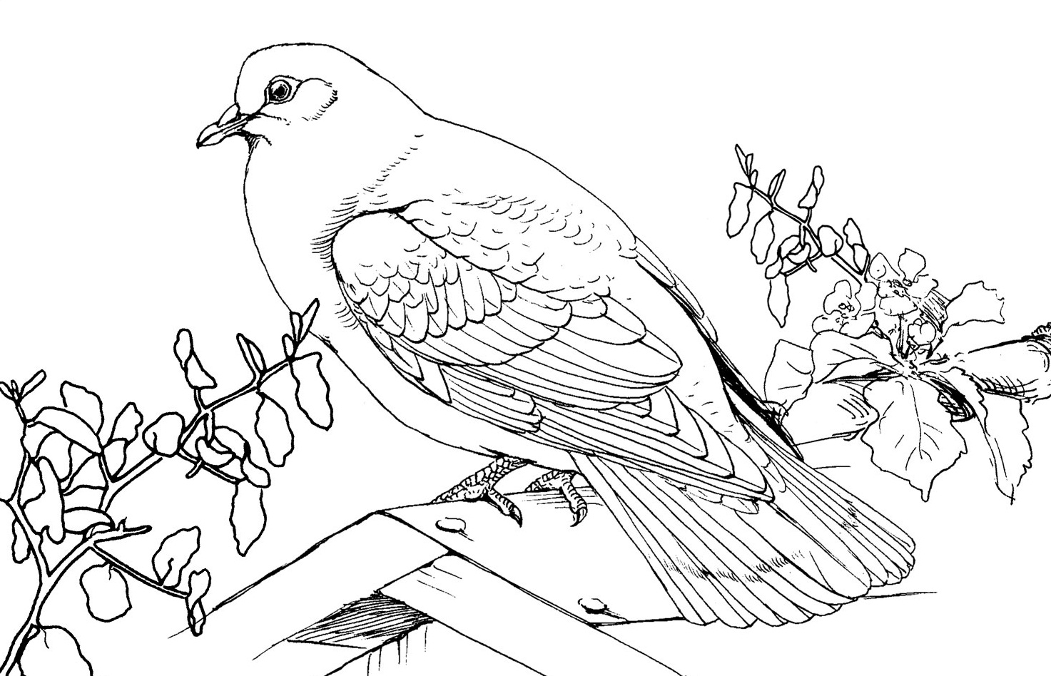 free-printable-pigeon-coloring-pages-for-kids