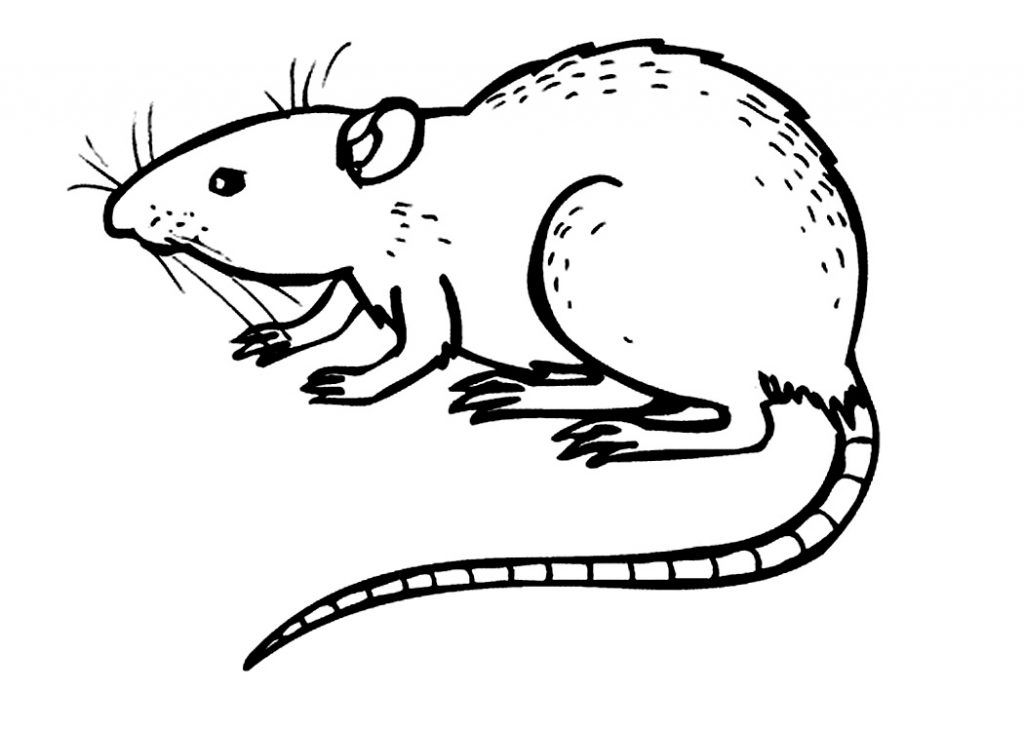 printable rat coloring page Free printable rat coloring pages for kids