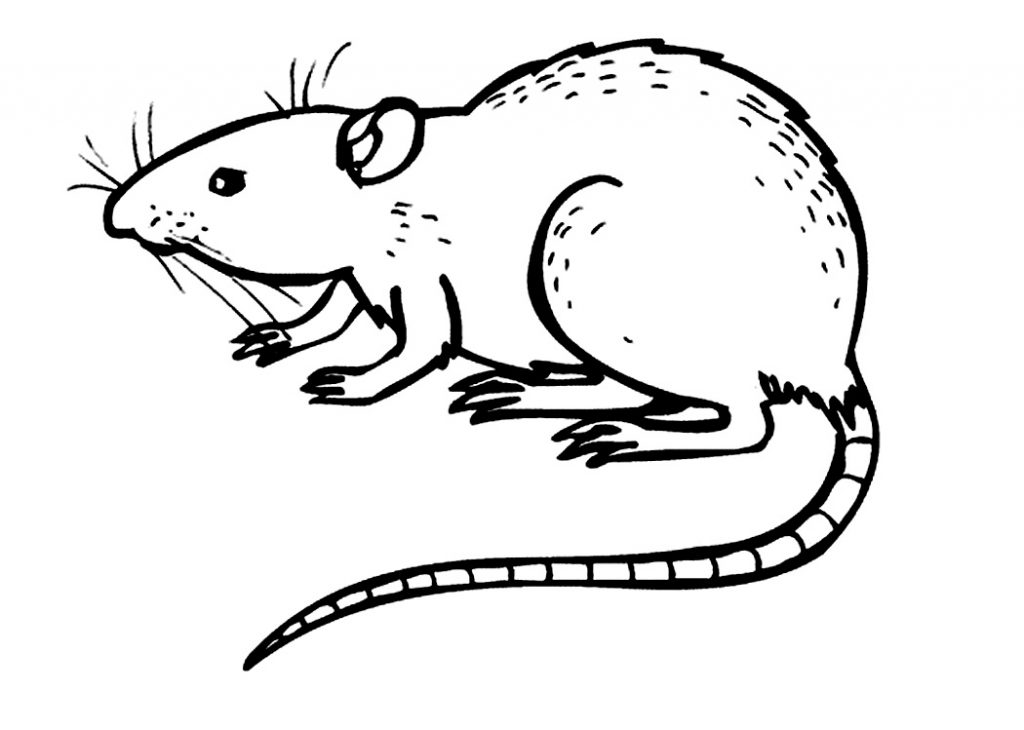 Free Printable Rat Coloring Pages For Kids