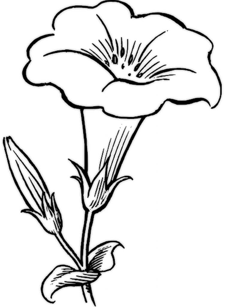 Free Printable Flower Coloring Pages For Kids Best