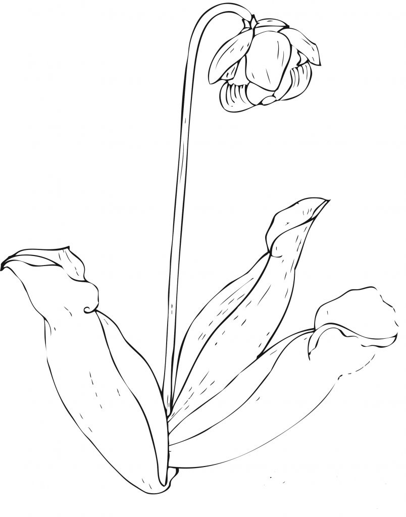 Free Printable Flower Coloring Pages For Kids - Best ...