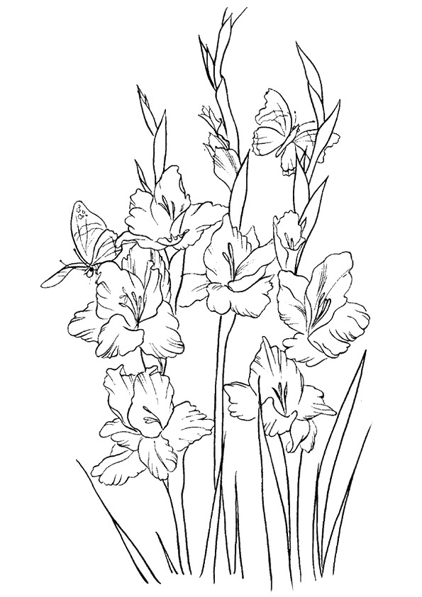 coloring flower flowers gladiolus printable tulip plants lily drawing drawings colouring sheets adult bestcoloringpagesforkids daffodil different parentune worksheets type pdf