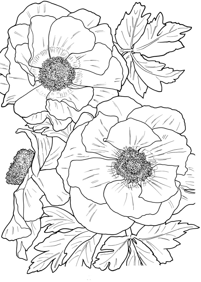 coloring flower adults printable