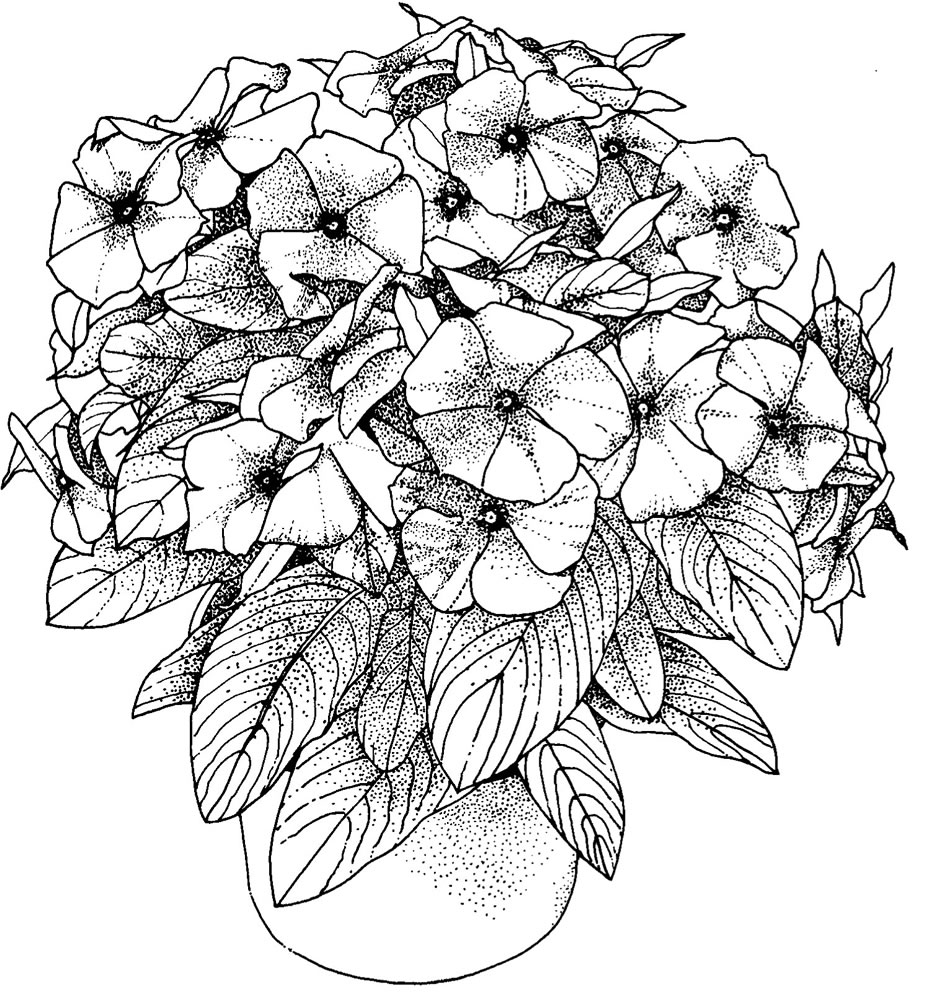 images of coloring pages of flowers - photo #43