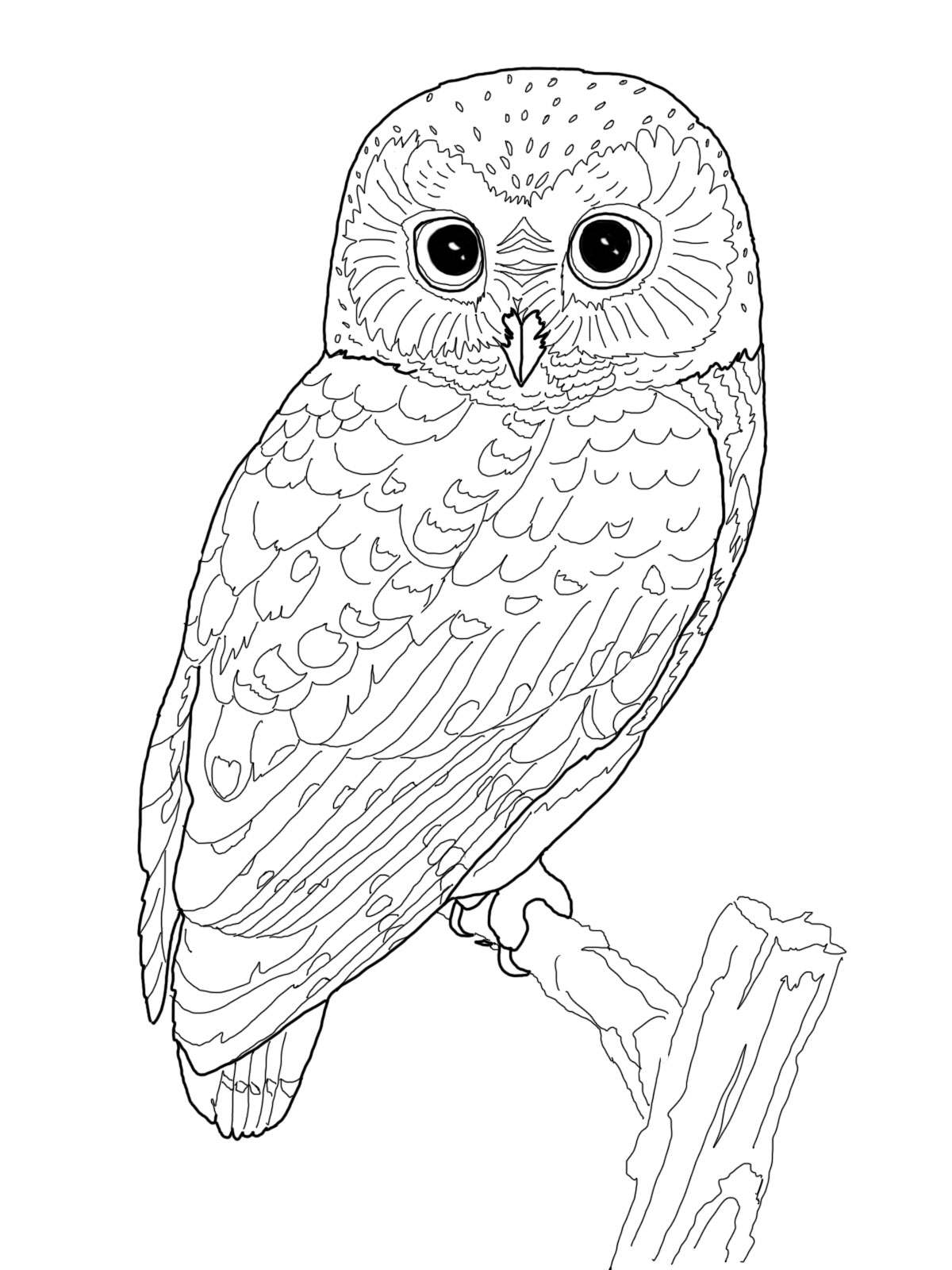 coloring owl adults detailed