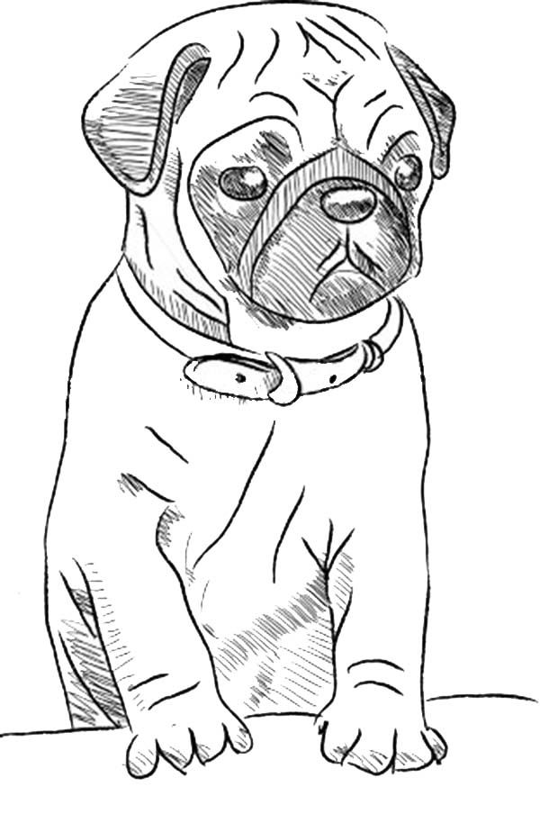 Pug Coloring Pages - Best Coloring Pages For Kids