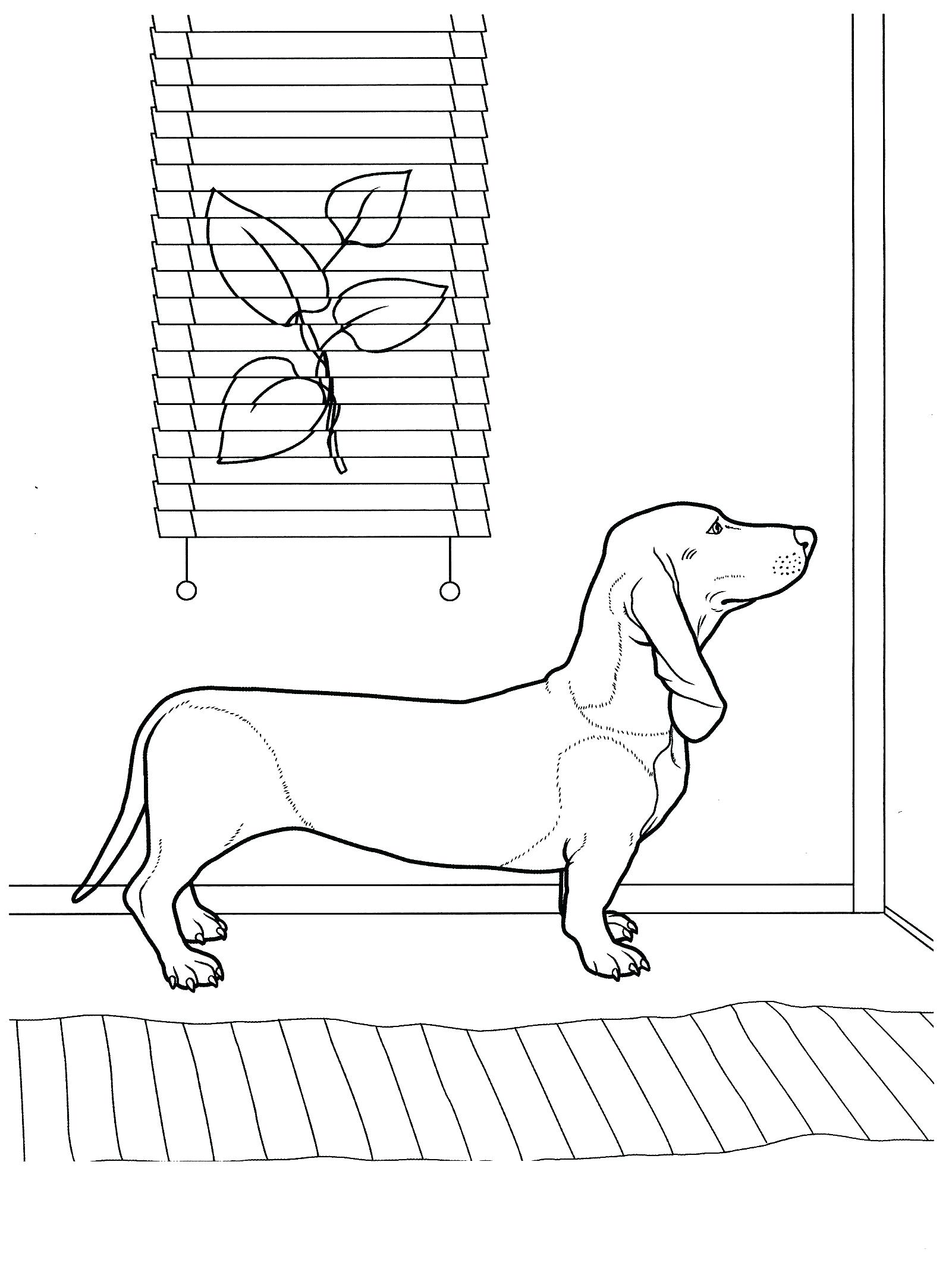 <strong>animal</strong> > dachshund coloring pages
