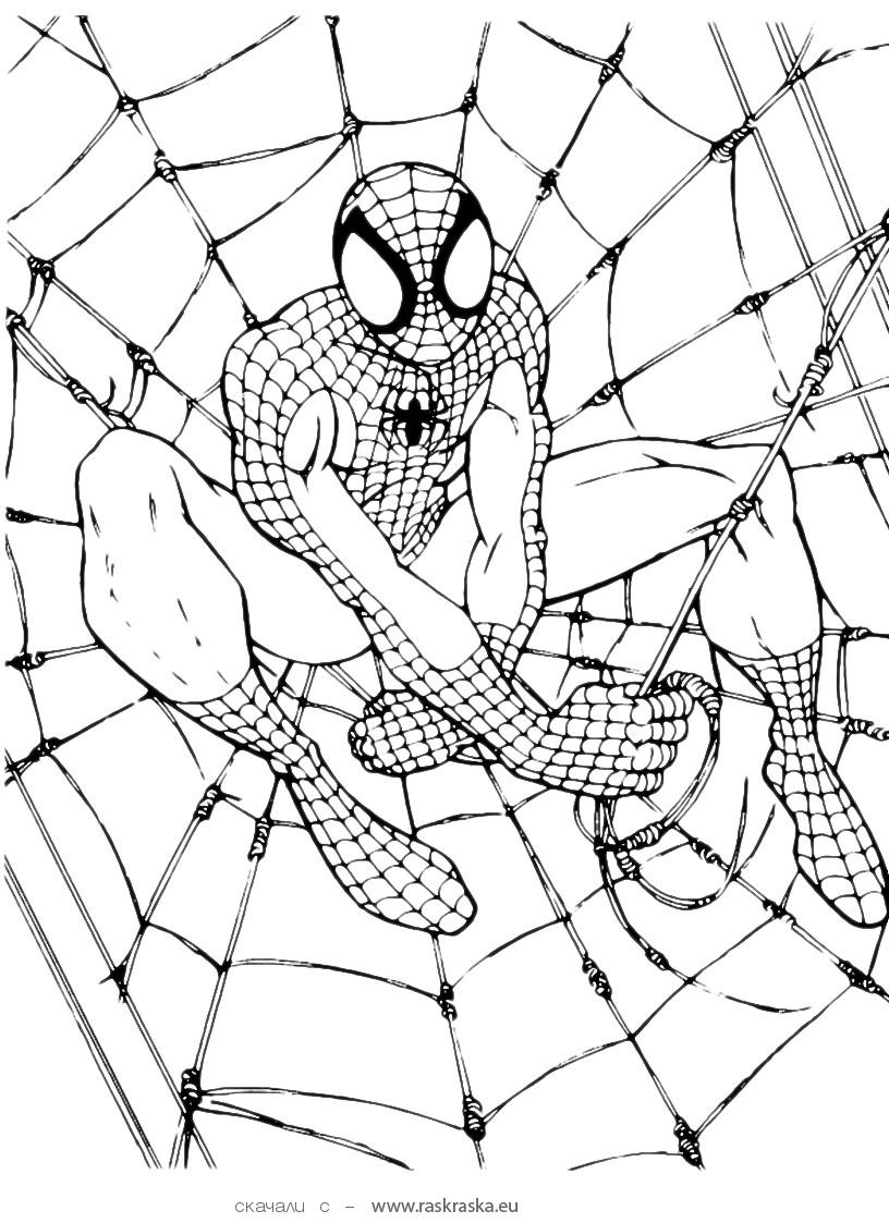 860 Colouring Pages Spiderman Free  Free