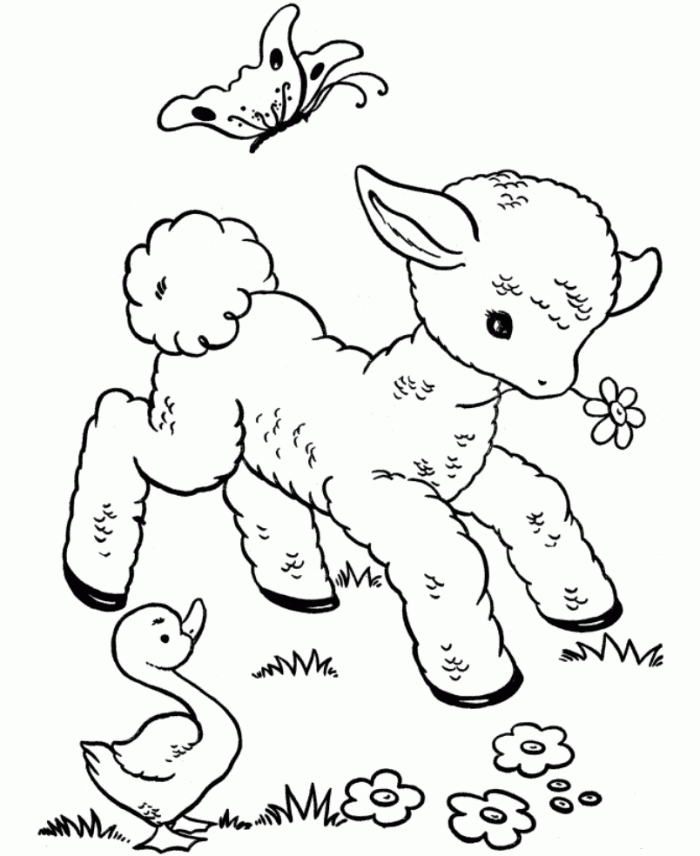 free-printable-sheep-coloring-pages-for-kids