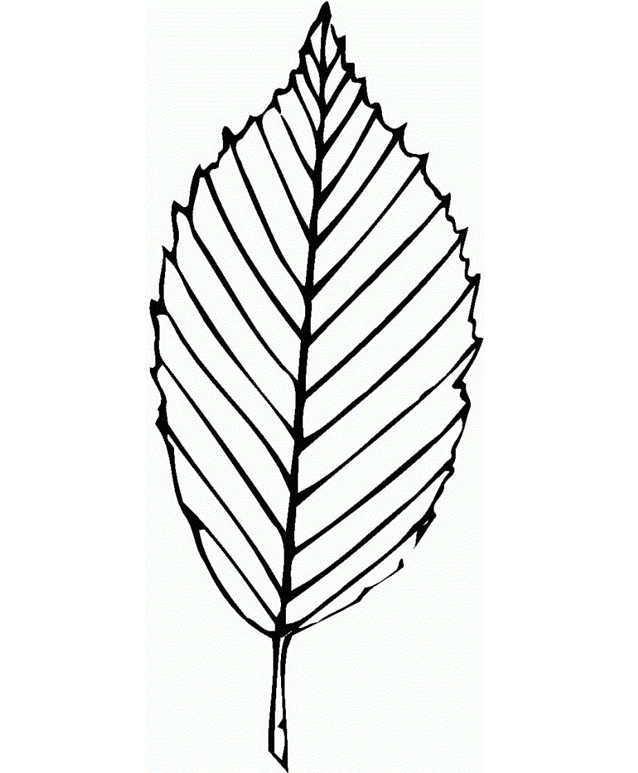 Free Printable Leaf Design