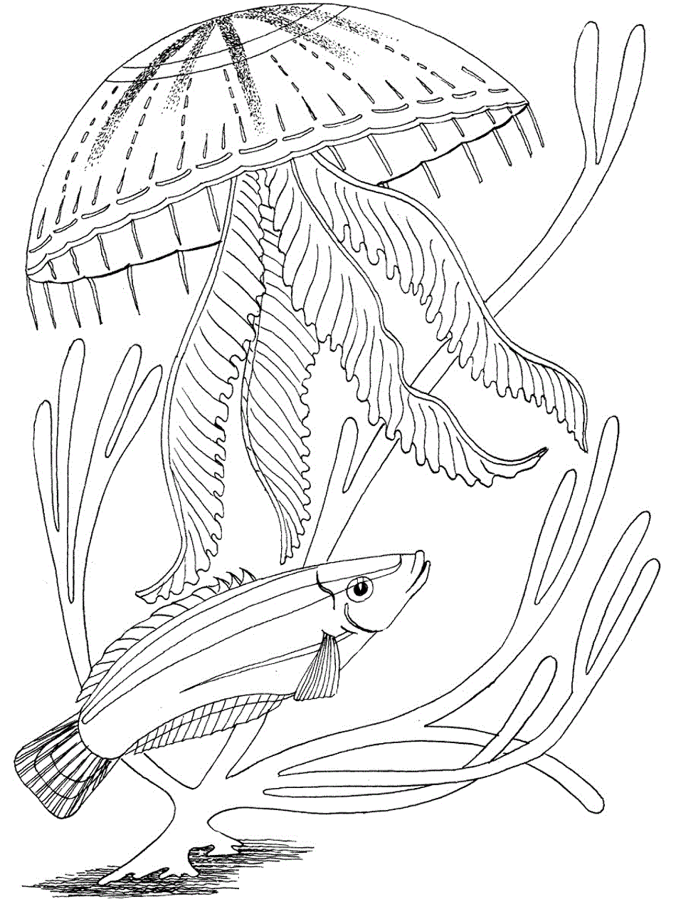 free-ocean-themed-coloring-page-printable-sustain-my-craft-habit